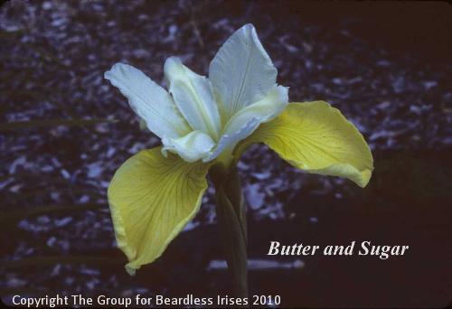 Butter and Sugar SC